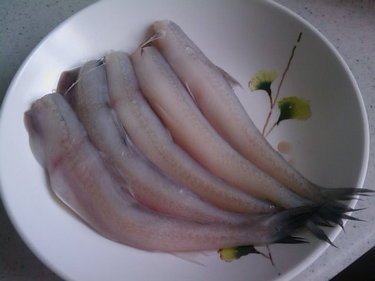 白色大肚子鱼图片图片
