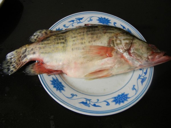 海南桂花鱼图片